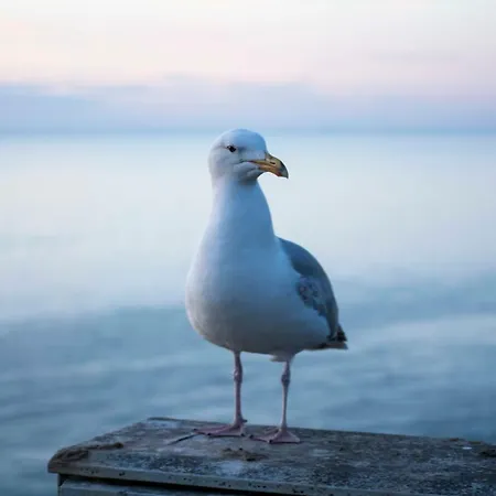 Les Charmes Du Bosquet Parc D'amour Et Nature Parking Privé Sécurisé